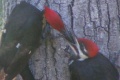 Woodpecker feeding her young